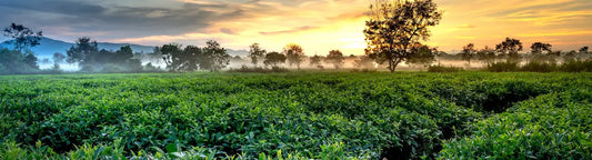 field of plants including tea tree